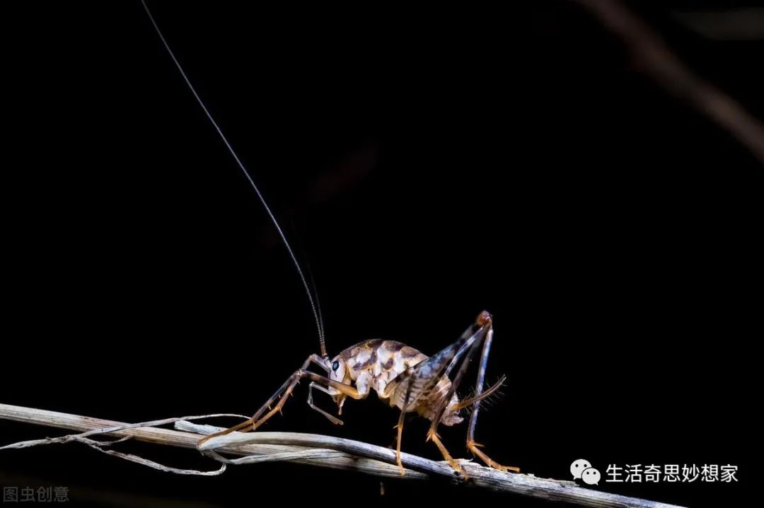 灭土跳蚤有效方法有哪些_灭跳蚤最有效的土方法_灭跳蚤土办法