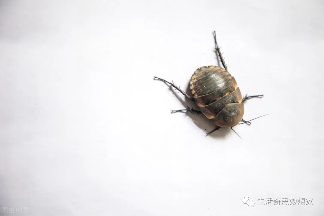 灭跳蚤土办法_灭跳蚤最有效的土方法_灭土跳蚤有效方法有哪些