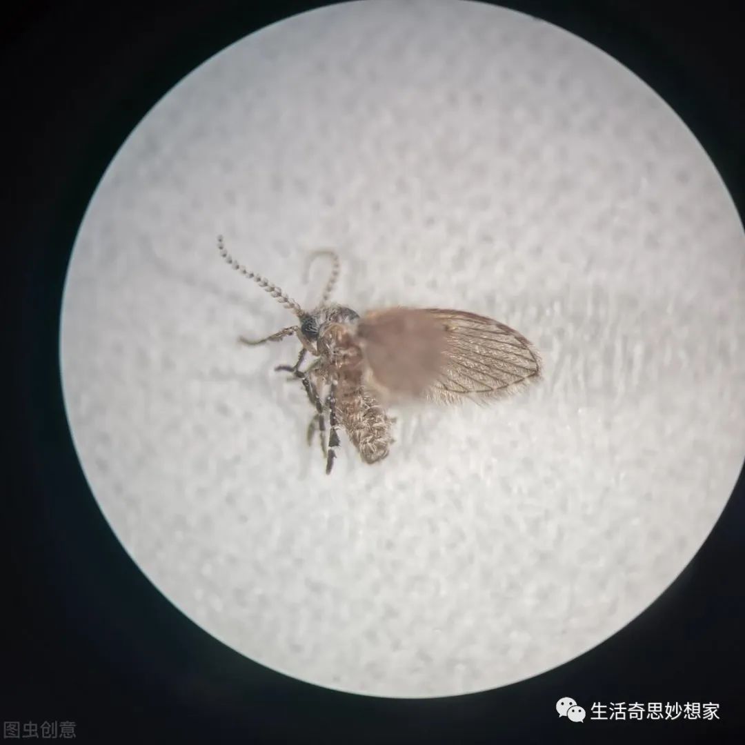 灭土跳蚤有效方法有哪些_灭跳蚤最有效的土方法_灭跳蚤土办法