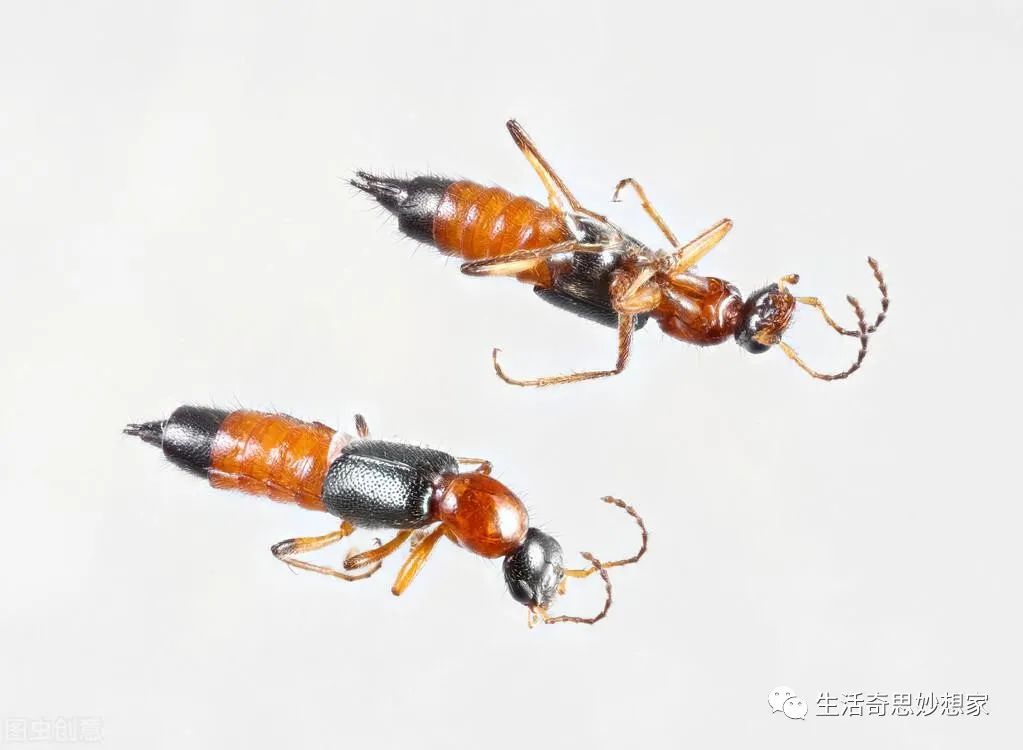 灭跳蚤土办法_灭土跳蚤有效方法有哪些_灭跳蚤最有效的土方法