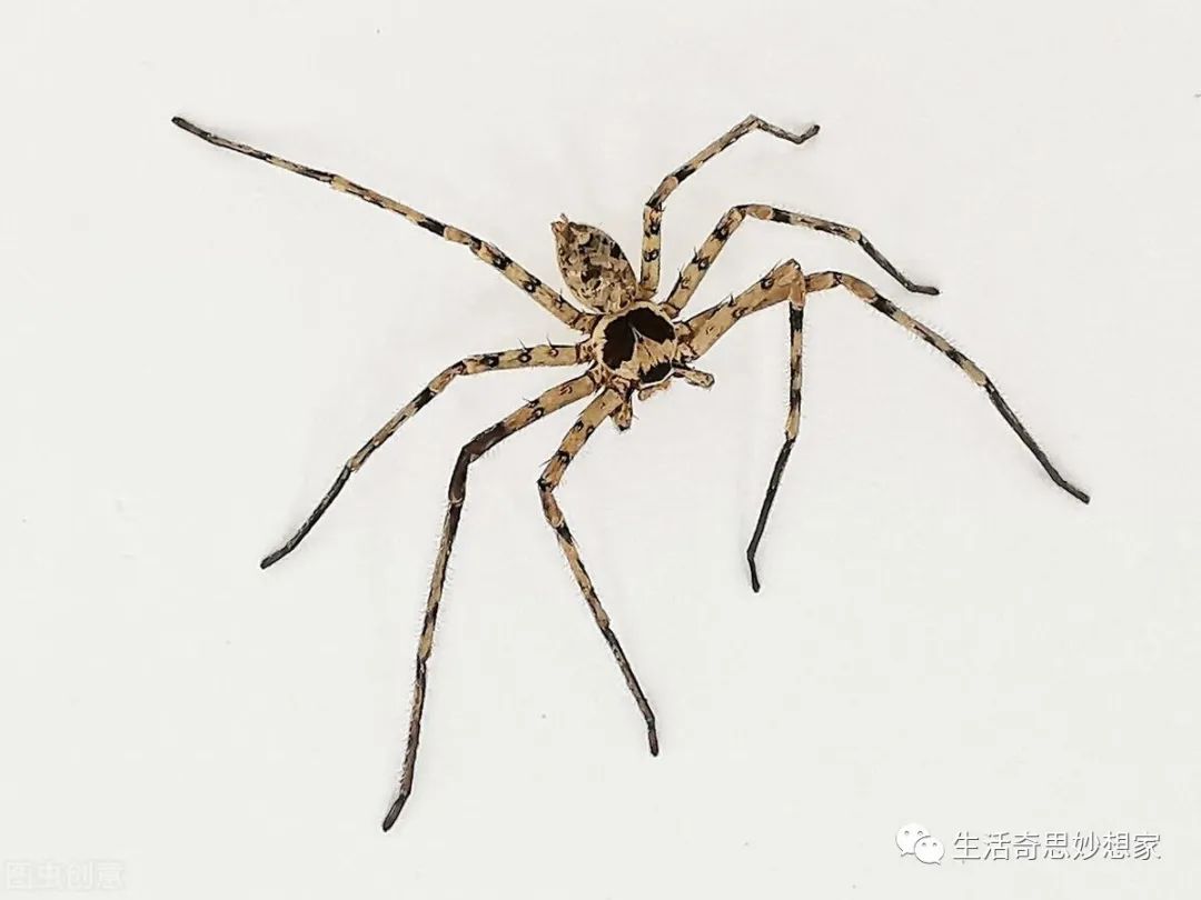 灭土跳蚤有效方法有哪些_灭跳蚤最有效的土方法_灭跳蚤土办法
