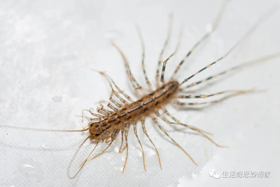 灭跳蚤最有效的土方法_灭土跳蚤有效方法有哪些_灭跳蚤土办法
