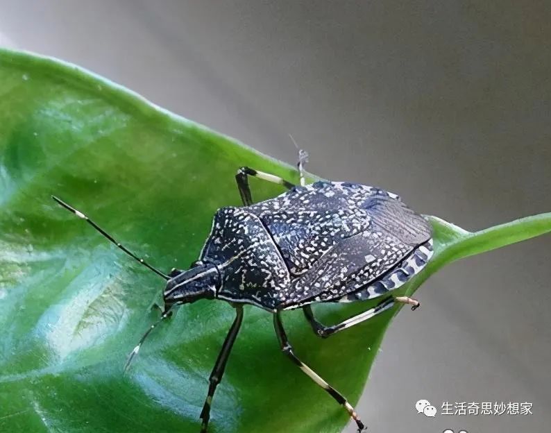 灭跳蚤最有效的土方法_灭土跳蚤有效方法有哪些_灭跳蚤土办法