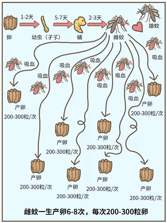 灭土跳蚤有效方法视频_灭跳蚤土办法_灭跳蚤最有效的土方法