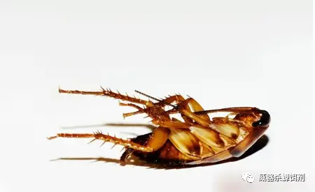 蟑螂的杀灭方法_灭蟑螂最有效方法_蟑螂怎么灭法啊有特效吗