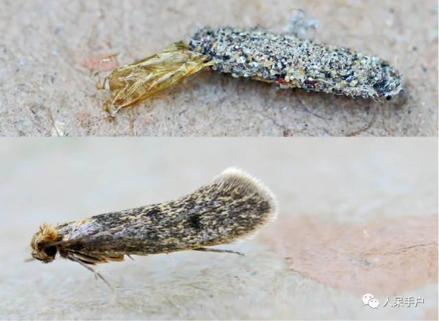 灭臭虫的方法_如何杀灭臭虫害虫防治_灭臭虫的最好方法