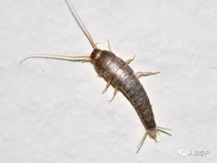 灭臭虫的方法_灭臭虫的最好方法_如何杀灭臭虫害虫防治