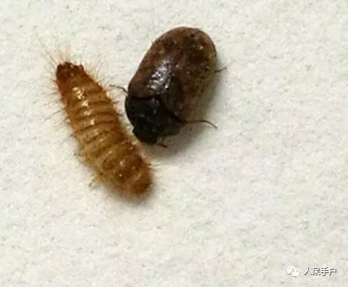 灭臭虫的方法_灭臭虫的最好方法_如何杀灭臭虫害虫防治
