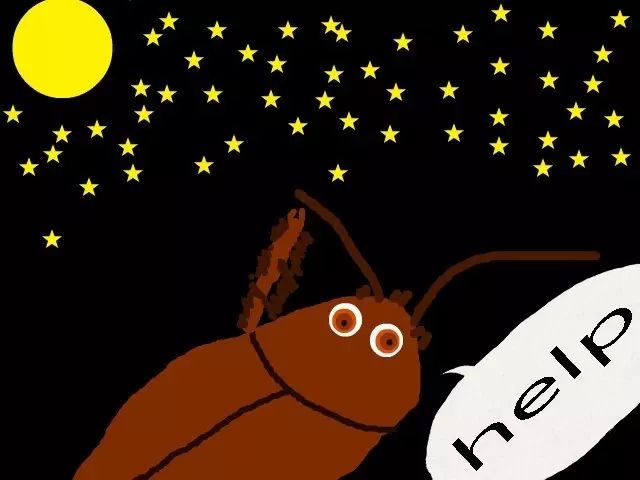 灭臭虫的最好方法_如何杀灭臭虫害虫防治_灭臭虫的方法