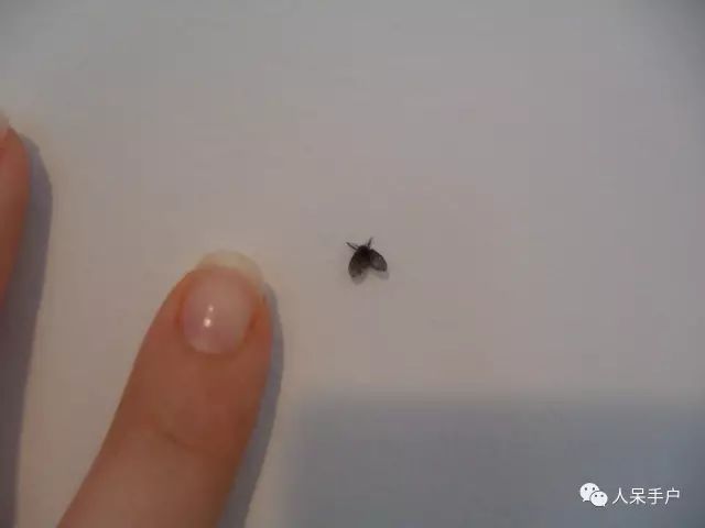 灭臭虫的方法_如何杀灭臭虫害虫防治_灭臭虫的最好方法