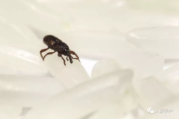 灭臭虫的最好方法_如何杀灭臭虫害虫防治_灭臭虫的方法