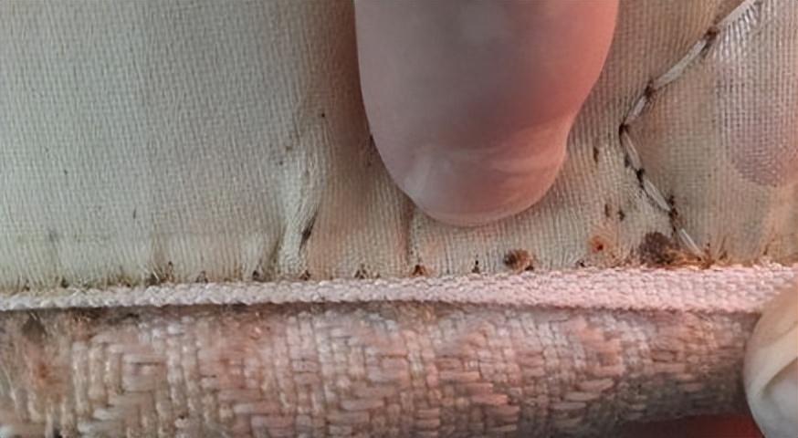 怎么灭床上臭虫_臭虫在床上如何杀_床臭虫