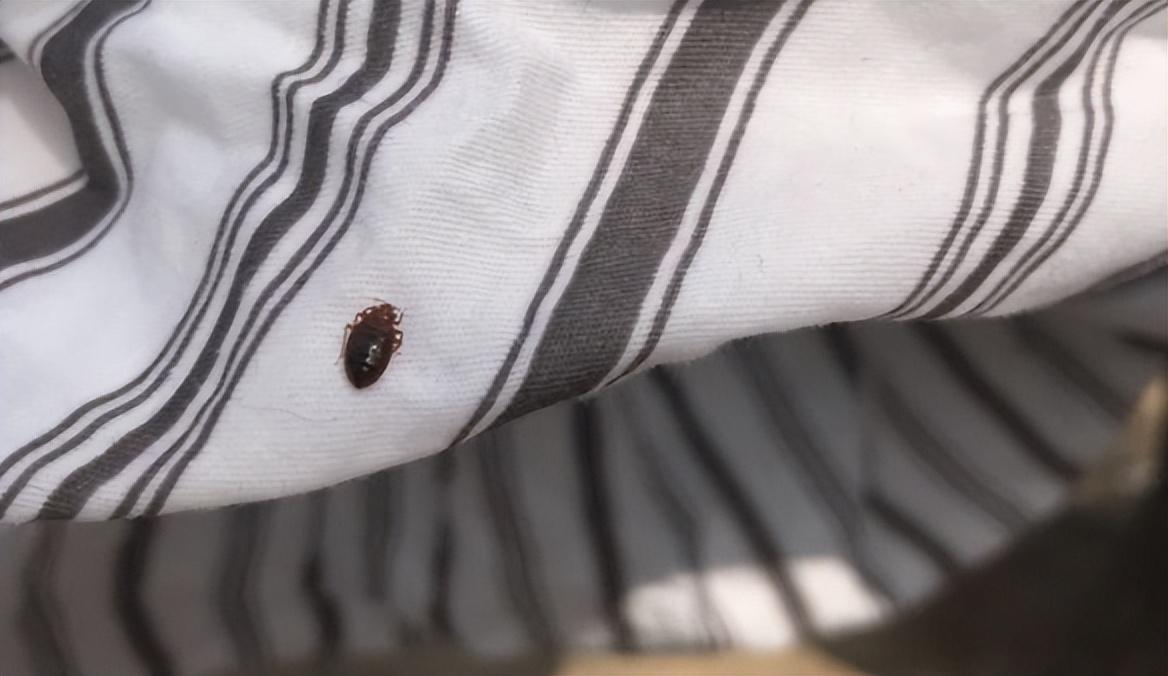 床臭虫_臭虫在床上如何杀_怎么灭床上臭虫