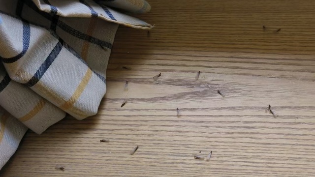 家庭低成本灭白蚁绝招,灭白蚁