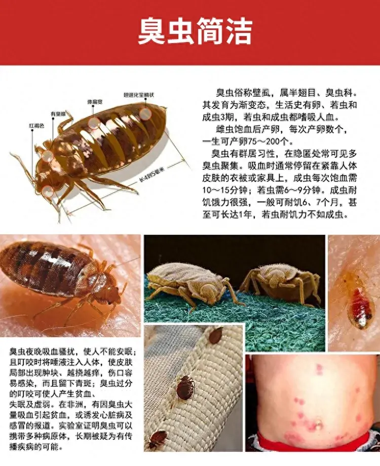 灭臭虫用什么药最有效_灭药臭虫有效用什么代替_灭药臭虫有效用什么药