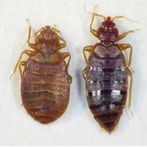 灭药臭虫有效用什么代替_灭臭虫用什么药最有效_灭药臭虫有效用什么药
