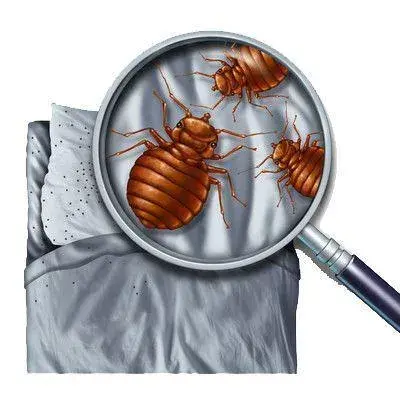 灭药臭虫有效用什么代替_灭臭虫用什么药最有效_灭药臭虫有效用什么药