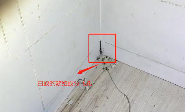灭白蚁的药_灭白蚁药的主要成分_白蚁药灭白蚁的原理