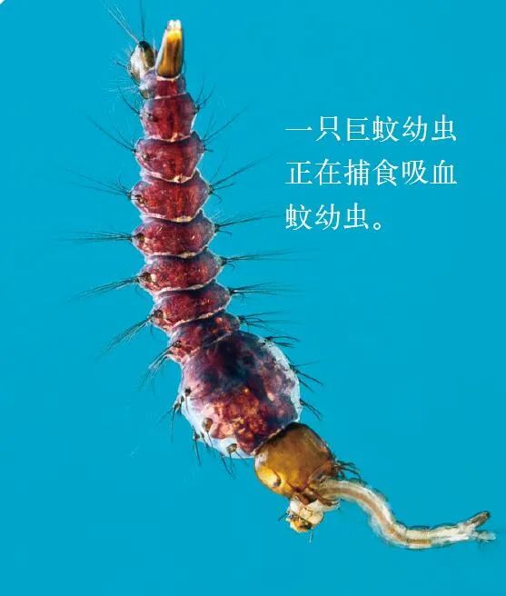 蚊子消灭神器_蚊子消灭方法_如何消灭蚊子