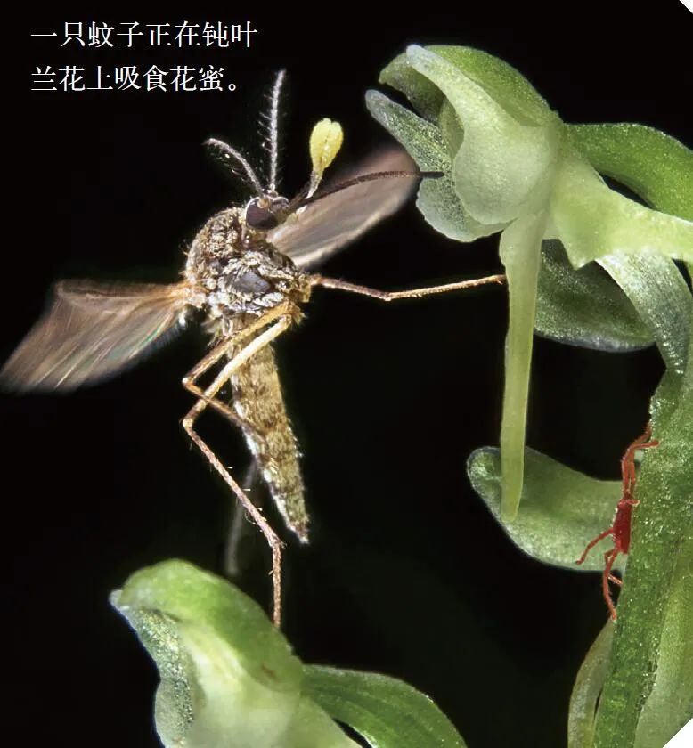 蚊子消灭神器_蚊子消灭方法_如何消灭蚊子
