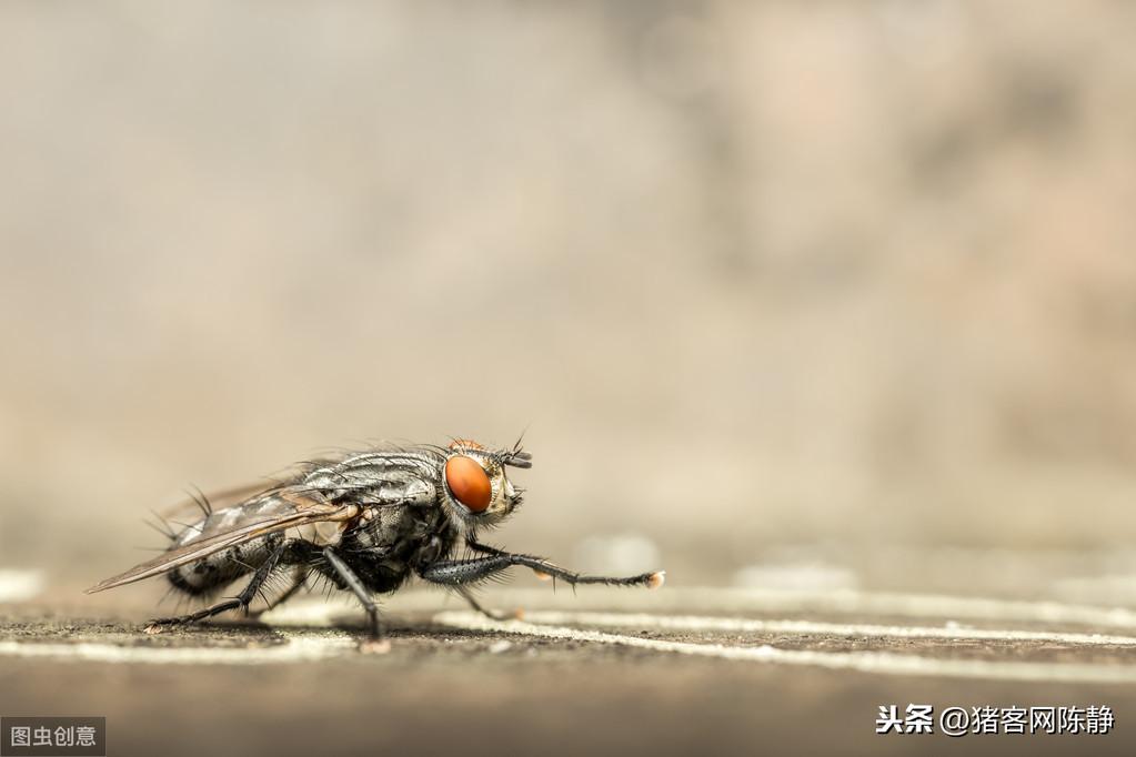 猪场灭苍蝇_猪圈杀苍蝇什么好_猪场杀苍蝇