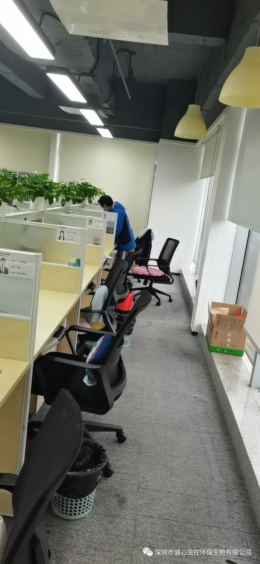 怎么除臭虫的味道_除臭虫最简单的方法_虫除臭简单方法图片