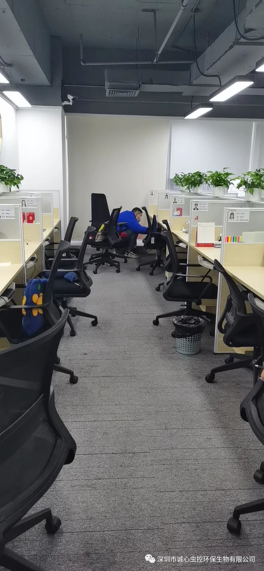 怎么除臭虫的味道_除臭虫最简单的方法_虫除臭简单方法图片