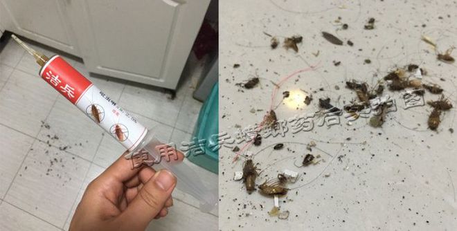 整窝死蟑螂药_蟑螂药一窝端药的配方_灭蟑螂药强效一窝端