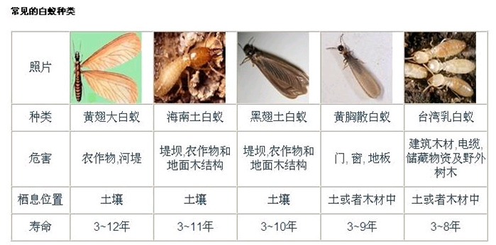 白蚁消杀后还会有吗_灭白蚁一年后又发现白蚁怎么办_白蚁灭杀后能维持多少时间