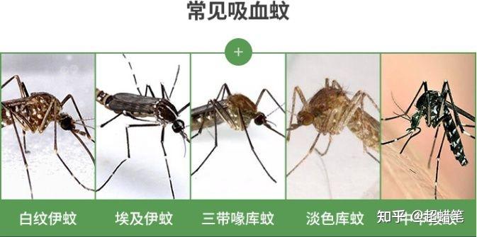 灭苍蝇灯有用吗_灭苍蝇灯对人有害吗_灭苍蝇的灯是什么原理
