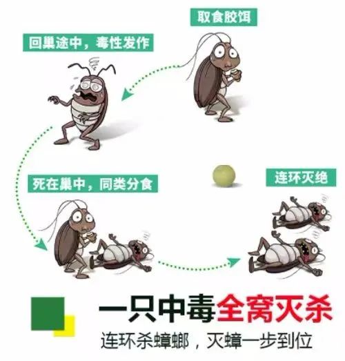 蟑螂如何灭_灭蟑螂最有效方法_蟑螂的杀灭方法
