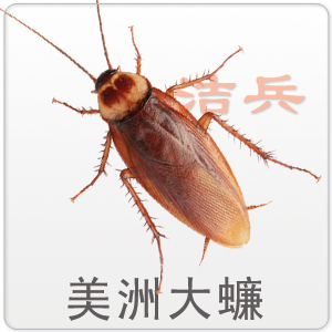蟑螂怎么消灭最彻底小妙招知乎_灭蟑螂最有效方法_蟑螂怎么灭法啊有特效吗
