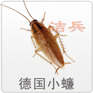 灭蟑螂最有效方法_蟑螂怎么消灭最彻底小妙招知乎_蟑螂怎么灭法啊有特效吗
