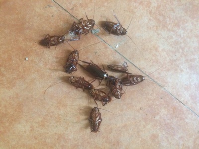 灭蟑螂最有效方法_蟑螂怎么消灭最彻底小妙招知乎_蟑螂怎么灭法啊有特效吗