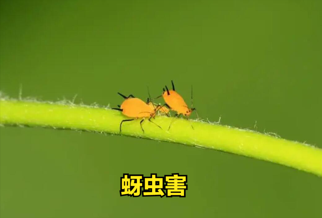 杀虫剂杀跳蚤哪个牌子效果好_灭跳蚤最好的杀虫剂_杀跳蚤的杀虫剂会挥发吗