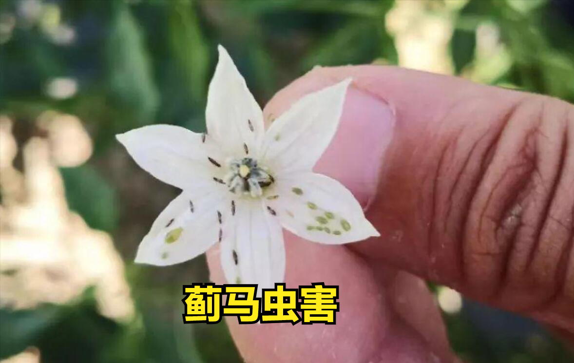 杀虫剂杀跳蚤哪个牌子效果好_杀跳蚤的杀虫剂会挥发吗_灭跳蚤最好的杀虫剂