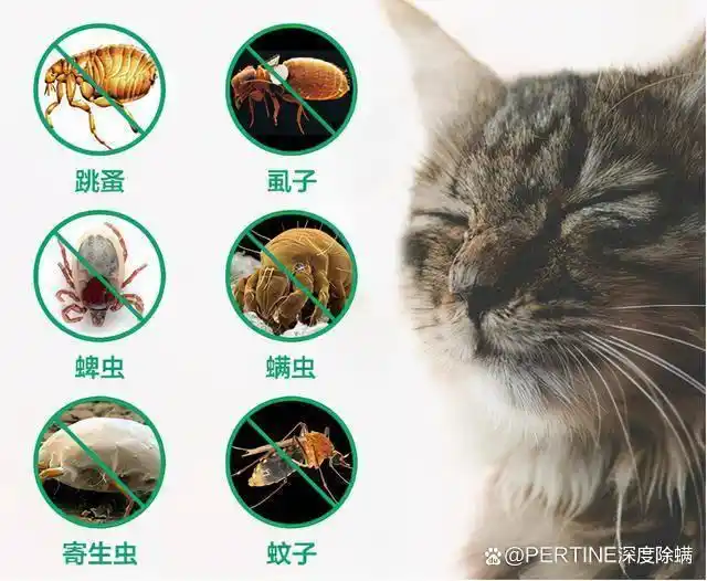 杀虫剂对跳蚤的有用成分有哪些_杀虫剂杀跳蚤哪个牌子效果好_灭跳蚤最好的杀虫剂