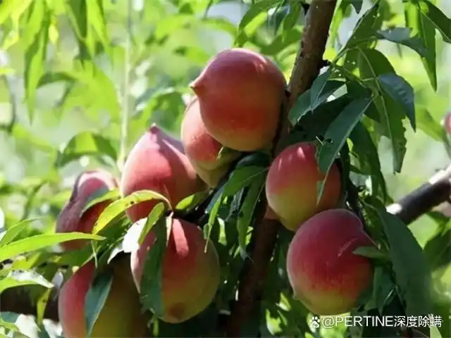 杀虫剂杀跳蚤哪个牌子效果好_杀虫剂对跳蚤的有用成分有哪些_灭跳蚤最好的杀虫剂