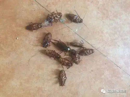 蟑螂灭除方法_蟑螂如何灭_灭蟑螂最有效方法