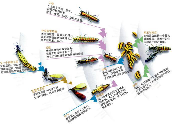 白蚁怎么灭_灭白蚁公司_灭白蚁粉对人体有害吗