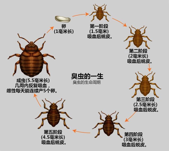 灭臭虫杀虫剂_杀虫剂杀臭虫_剂灭杀虫臭虫多久见效