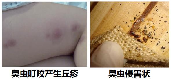 剂灭杀虫臭虫多久见效_杀虫剂杀臭虫_灭臭虫杀虫剂