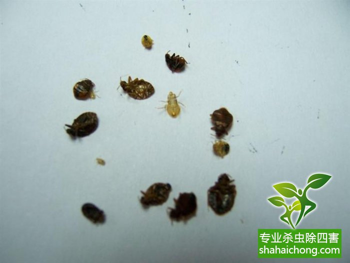 灭臭虫哪家最好_灭臭虫用什么药_专业灭臭虫