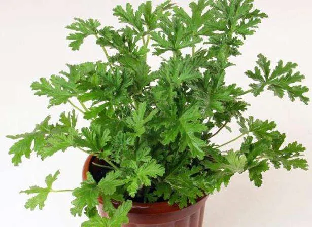 杀虫剂杀蚊子有效果吗_杀虫灭蚊有哪些药品_灭蚊子的杀虫剂